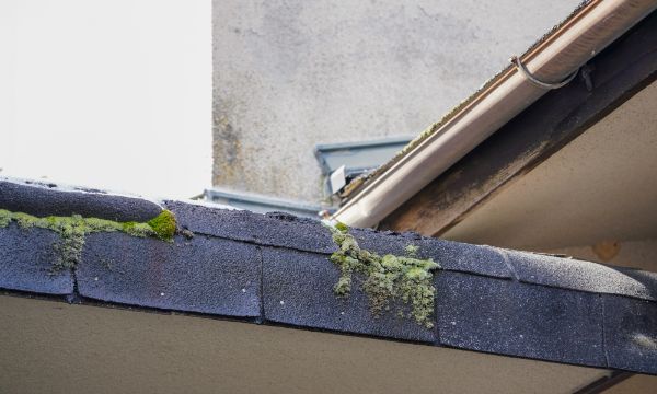屋根の端や雨樋に緑色や黒っぽいコケ・カビが広がっている様子