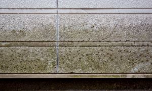コケやカビが生えた外壁