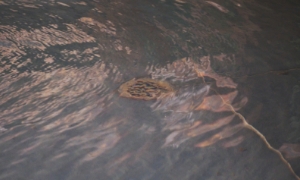 床に水たまりができてしまっている様子