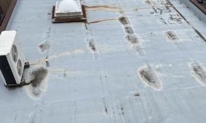 防水層の表面にコケやカビが発生している様子